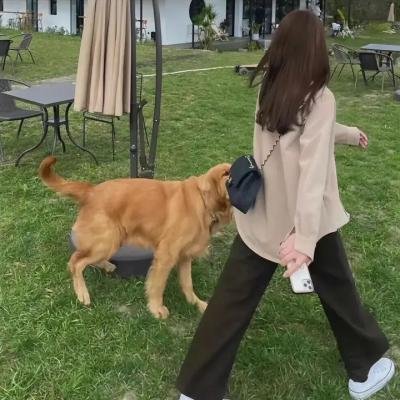旗正飘飘